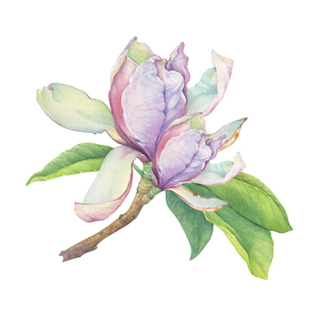 JILL STUART Hand Cream “Magnolia” | Luxurious Floral Moisture with Avocado, Rose & Orange Extracts